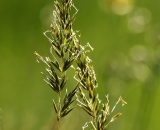 grass-seed-heads_DSC06324