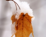 hanging-maple-leaf-with-snow_DSC04014