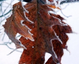 hoar-frost-on-oak-leaves_P1020212