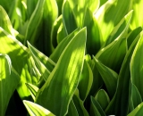 hosta-leaves-back-lit_