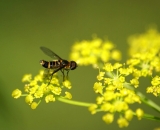 hoverfly-on-dill-flower_DSC07259