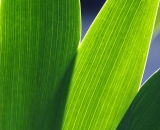 iris-leaves-back-lit_DSC05253