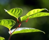 knotweed-leaves-back-lit_DSC07672