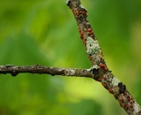 lichens-on-tree-branch_DSC05872