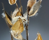 milkweed-seed-pods-in-winter_DSC03937