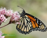 Monarch Butterfly on Joe-Pye weed