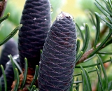 new-cones-on-fir-tree_Dscn3881