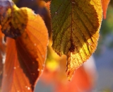 orange-leaves-back-lit_DSC03076