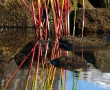 Pond reeds in autumn