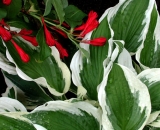 red-flower-buds-against-hosta-leaves_DSCN3894