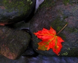 red-maple-leaf-on-rocks-in-stream_P1090203