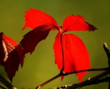 red-virginia-creeper-leaf-back-lit_DSC00985