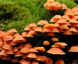 small-orange-mushrooms-on-mossy-log_Dscn4310