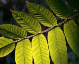 sumac-leaves-back-lit_P1060483