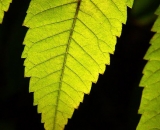 sumac-leaves-back-lit_P1080775