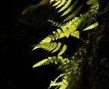Sun-lit ferns on dark rock wall