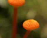 Tiny woodland mushrooms