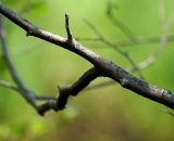 tree-branch-abstract_DSC06449