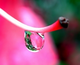 water-drop-on-rhododendron-stamen_Dscn1394