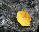 wet-yellow-poplar -leaf-on-gray-rock_Dscn1448