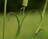 Wild flower in bud