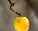 yellow-apple-on tree-in-winter_DSC03545