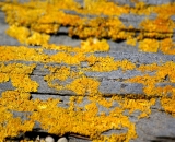 yellow-lichens-on-rock_DSC03009
