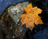 yellow-maple-leaf-on-rock-in-stream_P1020020