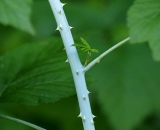 young-blackberry-cane-with-thorns_DSC07081