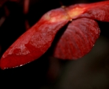 Japanese-Maple-see-pods_DSC08609