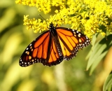 Monarch-Butterfly-on-goldenrod_DSC09993