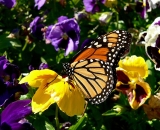 Monarch-Butterfly-on-pansies_P1100006