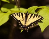 Tiger-Swallowtail-butterfly_DSC02618