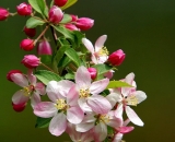 apple-blossoms_DSC07626
