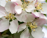 apple-blossoms_DSC07899