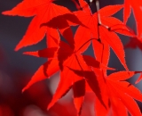 back-lit-red-japanese-maple-leaves
