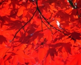 back-lit-red-japanese-maple-leaves
