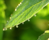 close-up-of-dew-drops-on-leaf_DSC08656