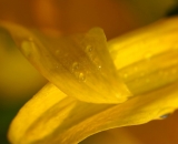 close-up-of-dew-on-yellow-flower-petals_DSC09581