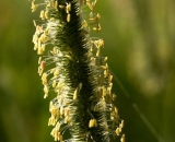 close-up-of-grass-seed-head_DSC05759