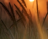 early-morning-sun-coming-through-field-grass_DSC05650