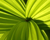 false-hellebore-leave-close-up_DSC01736