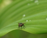 fly-on-edge-of-hosta-leaf_DSC04180