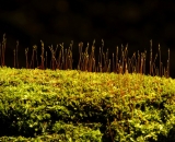 haircap-moss-on-log_DSC05755