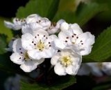 hawthorn-flowers_DSC06332