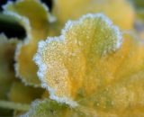 hoar-frost-on-corel-bell-leaves_DSC07018