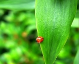 ladybug-on-lily-leaf_P1060474