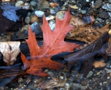 leaves-and-stones-in-stream_DSC01230
