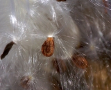 milkweed-seed-and-down_DSC01407