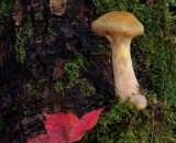 mushroom-and-red-leaf-on-mossy-log_DSC05776